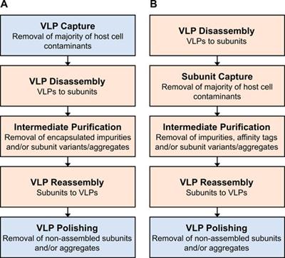 Size-selective downstream processing of virus particles and non-enveloped virus-like particles